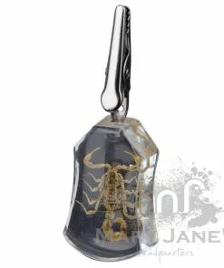 West Coast Gifts Clear Bug Roach Clips