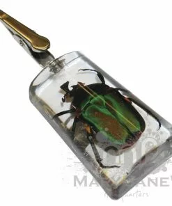 West Coast Gifts Clear Bug Roach Clips