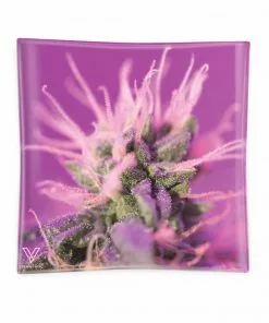 West Coast Gifts V-SYNDICATE Ashtrays