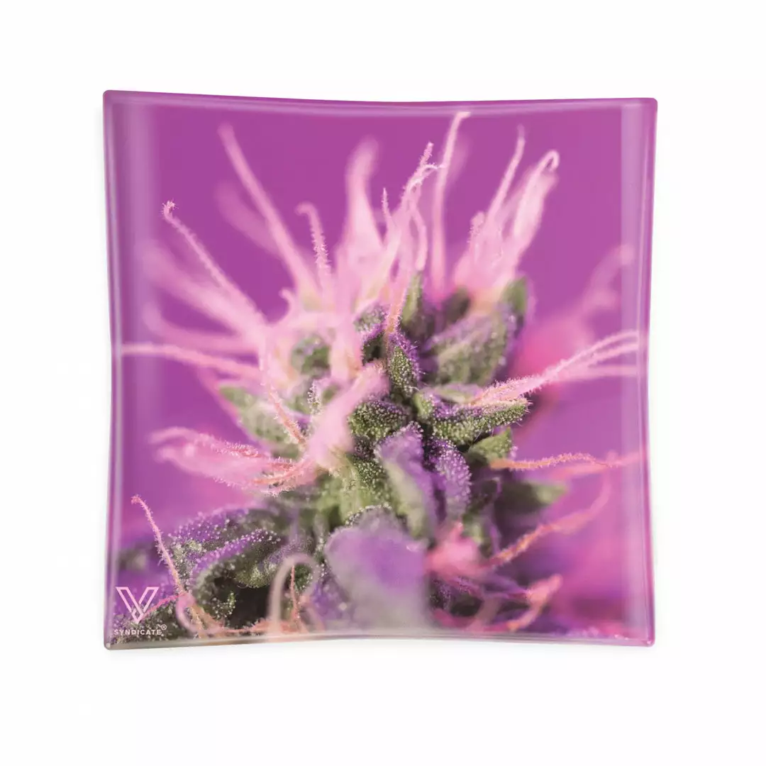 West Coast Gifts V-SYNDICATE Ashtrays